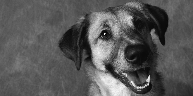 Dog Treats: Old Mother Hubbard Dog Treats Recall
