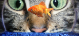 Cat Staring at Goldfish
