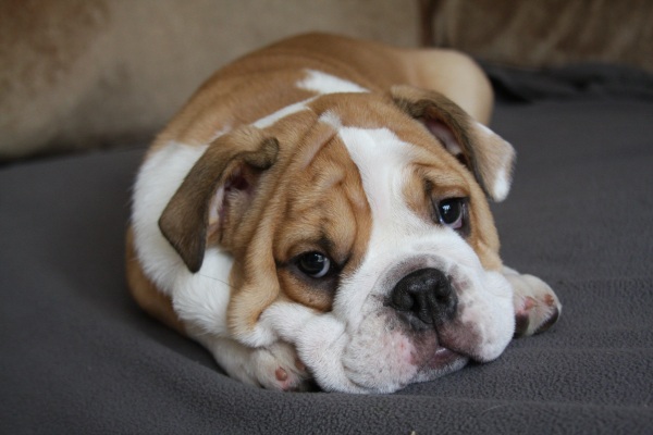Pup-Peroni Dog Treats kicks off an $8M Advertising Campaign – Truth ...